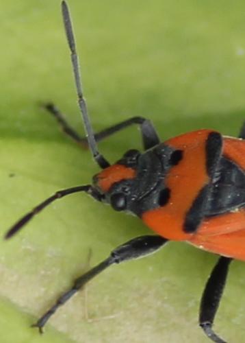 Réf. 206 004 : Lygaeus equestris